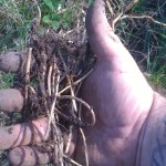 A handful of root from one fork of soil