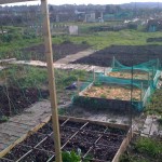 Cleared and planted areas