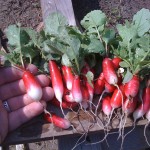 Radishes