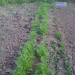 Carrots