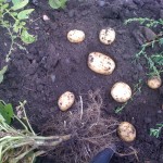 Potatoes