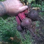 Beetroot