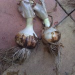 Onions