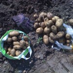 More potatoes