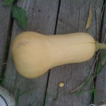 Butternut squash